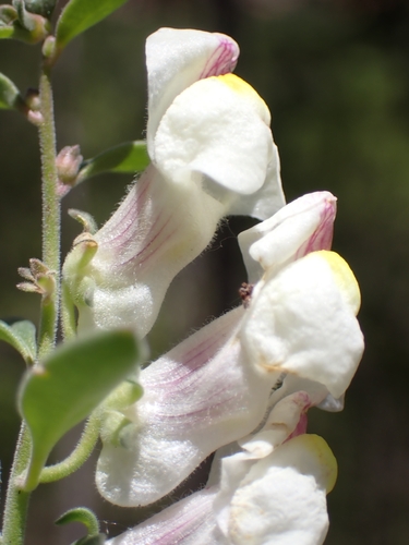 Antirrhinum pulverulentum, photograph 2