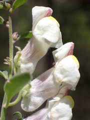 Antirrhinum pulverulentum, photograph (c) Jorge Íñiguez, some rights reserved (CC BY)