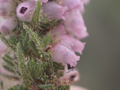 (c) Ren Hoekstra, some rights reserved (CC BY) Erica alopecurus, photograph (c) Ren Hoekstra, some rights reserved (CC BY)