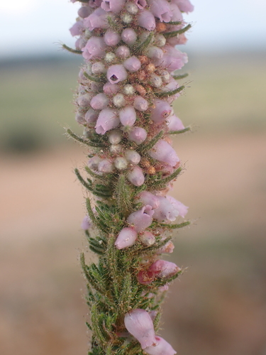 Erica alopecurus, photograph 3