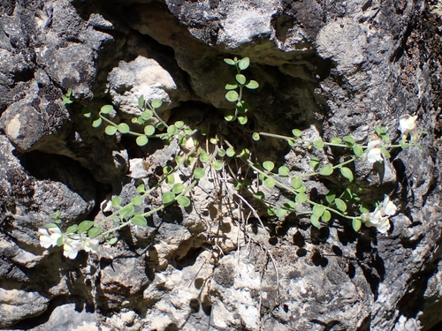Antirrhinum pulverulentum, photograph 3