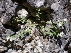 Antirrhinum pulverulentum, photograph (c) Jorge Íñiguez, some rights reserved (CC BY)