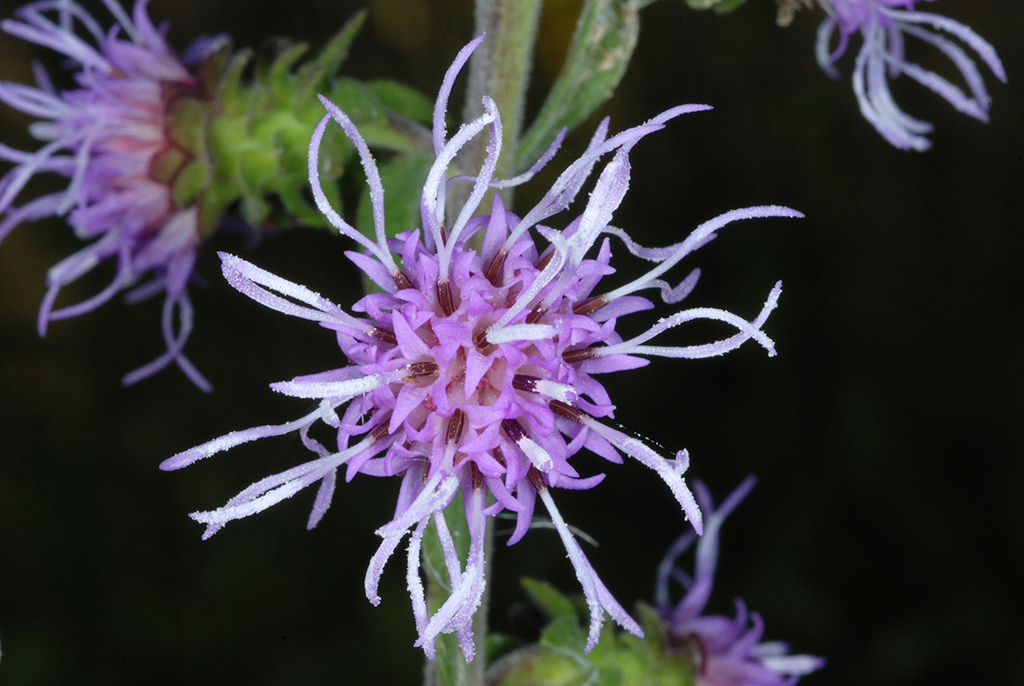 Liatris squarrulosa; photograph (c) Douglas Goldman, some rights reserved (CC BY-SA)