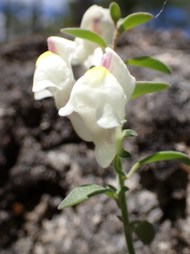 Antirrhinum pulverulentum, photograph 4
