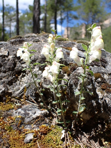 Antirrhinum pulverulentum, photograph 5