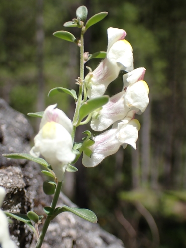 Antirrhinum pulverulentum, photograph 6