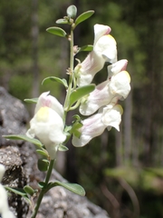 Antirrhinum pulverulentum, photograph (c) Jorge Íñiguez, some rights reserved (CC BY)