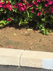 Sceloporus occidentalis