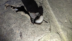 Dalceridae