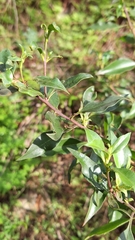 Myoporum petiolatum, photograph author not stated, no rights reserved