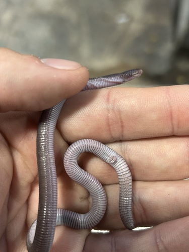 Wagler's Worm Lizard