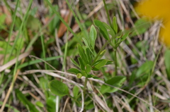 Coreopsis pubescens
