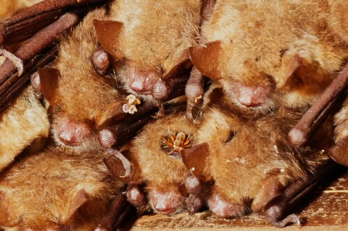Geoffroy's Myotis (Myotis emarginatus)
