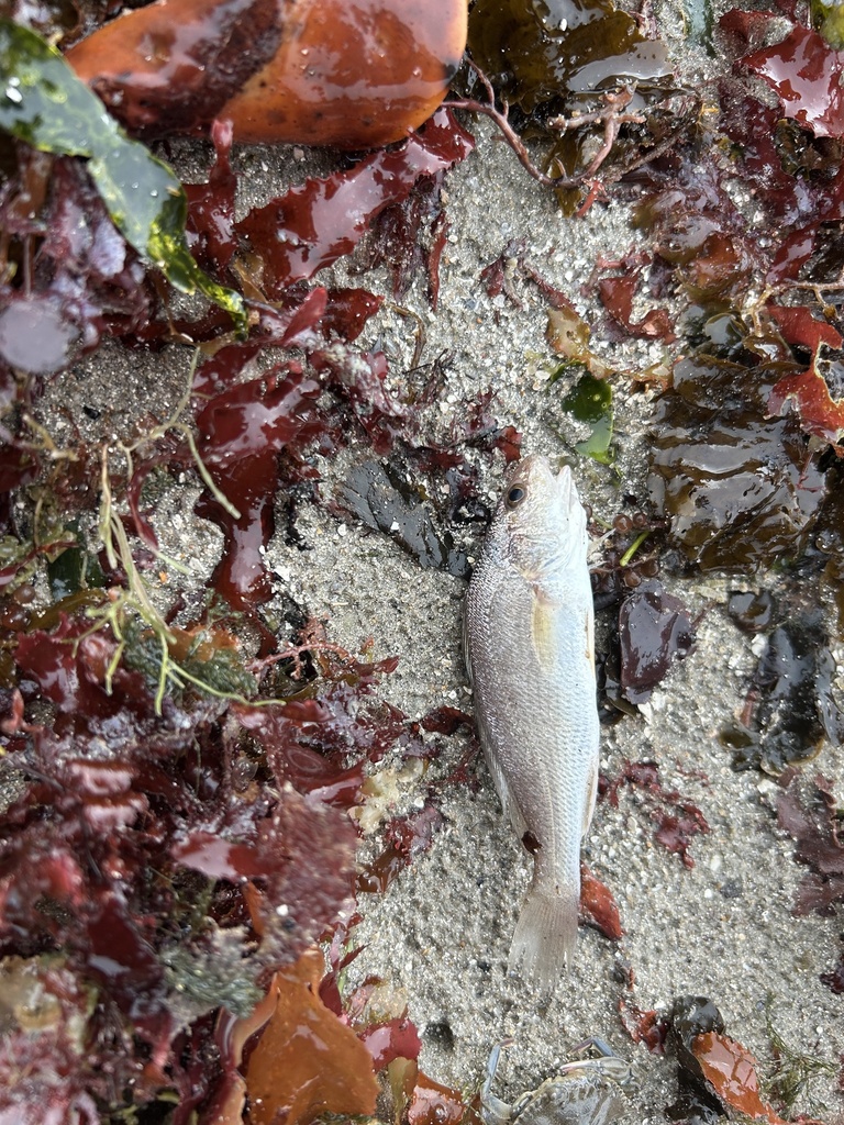Pará Croaker