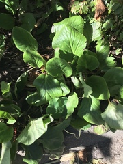 Bergenia crassifolia
