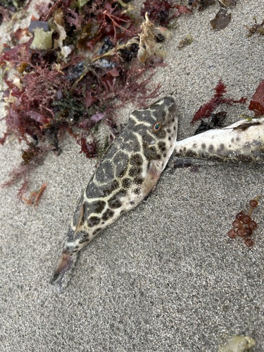 Checkered Puffer