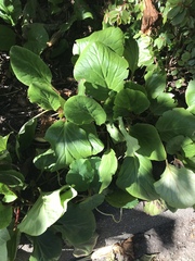 Bergenia crassifolia