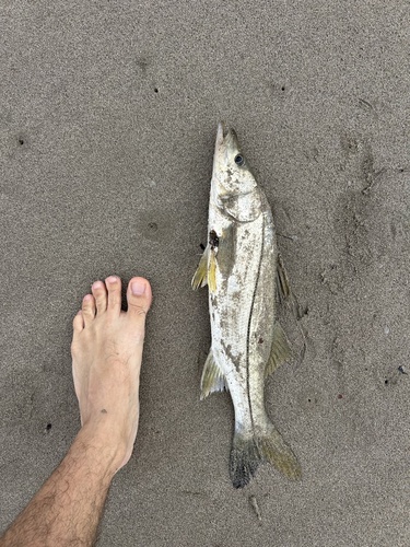Common Snook