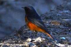 Phoenicurus ochruros