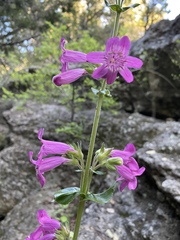 Penstemon triflorus