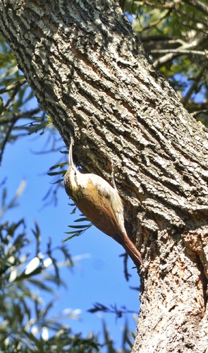 Narrow-billed Woodcreeper
