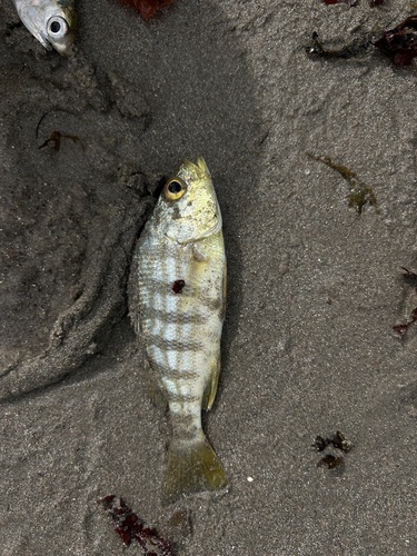 Barred Grunt