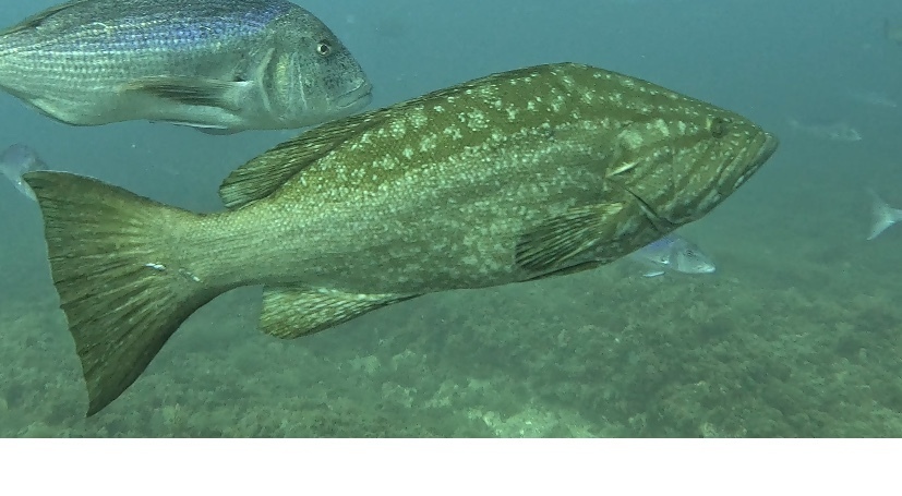 Mottled grouper (Mycteroperca rubra) — Serranidae