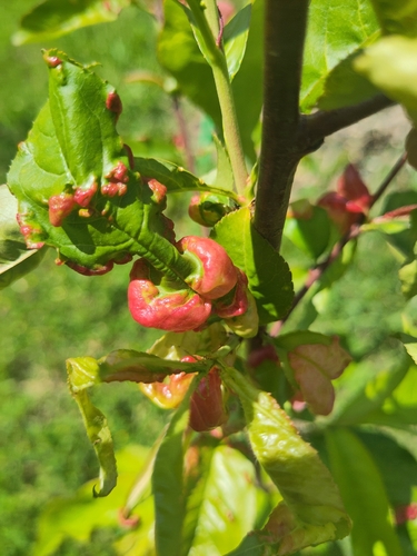 Peach Leaf Curl