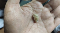 Dalceridae