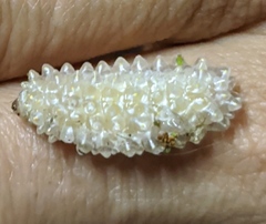 Dalceridae