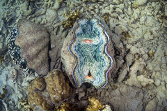 Tridacna derasa