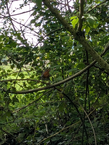European Robin