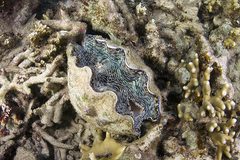 Tridacna derasa