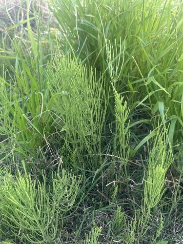 field horsetail