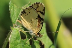 Phyciodes picta