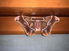 Rothschildia cinctus