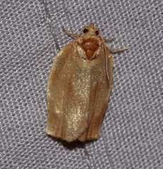 Choristoneura fractivittana