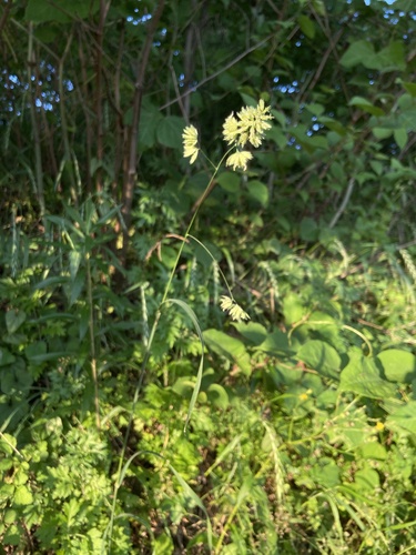 orchard grass
