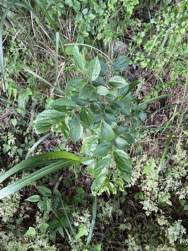 Chinese Hackberry
