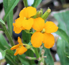 Erysimum × cheiri