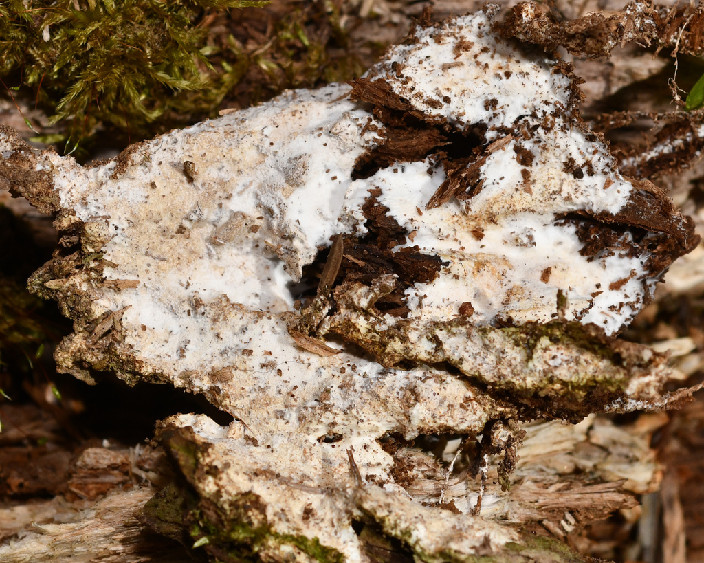 Porotheleum fimbriatum