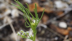 Spermolepis lateriflora