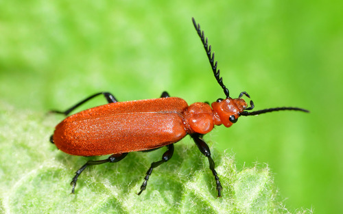 Common Cardinal Beetle