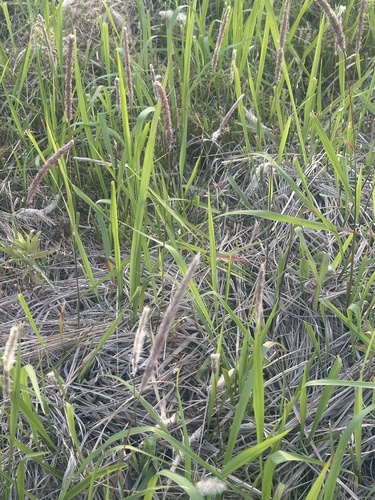 Cogon Grass