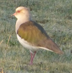 Vanellus resplendens