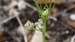 Spermolepis lateriflora