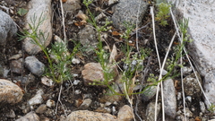 Spermolepis lateriflora