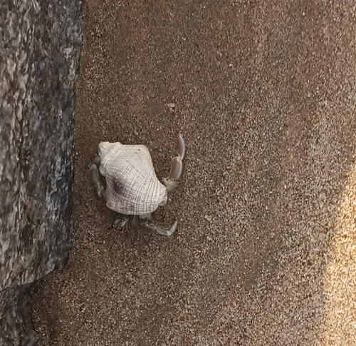 Tawny Hermit Crab