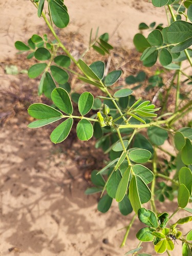 American Sicklepod