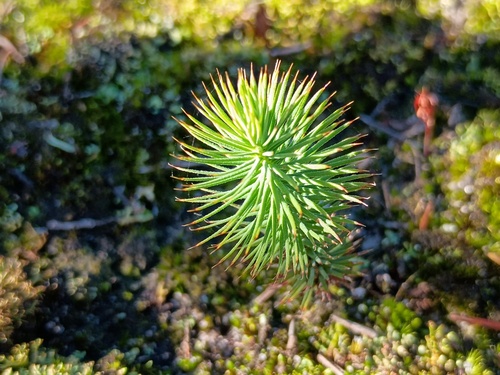 Stenanthera pinifolia, photograph 6